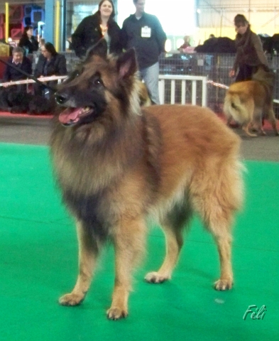 n°81 Clovis du brudour 5310.JPG